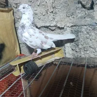 کبوتر پروازی