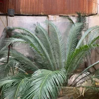 گل سیکاس ۱۲ ساله|گل و گیاه طبیعی|رشت, کوی بیانی|دیوار