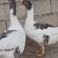 غازمحلی|حیوانات مزرعه|یاسوج, |دیوار