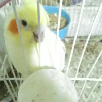 عروس هلندی مادرپسر