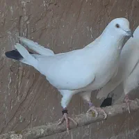 کفتر پلاس سینه ای سروردمسیاه قلمکار بوربوری دمسفید|پرنده|قم, رضویه|دیوار