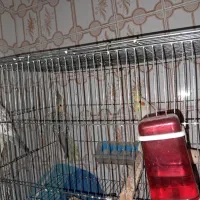 عروس هلندی|پرنده|سبزوار, جوادیه شرقی|دیوار