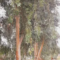 41-هکتار-زمین-فروشی-زیرکشت-سندتکبرگ