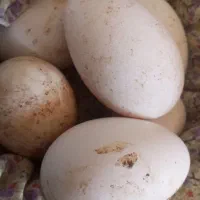 تخم مرغ محلی نطفه دار