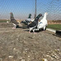 کبوترخطی|پرنده|اقبالیه, |دیوار