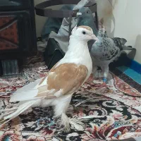 یک جفت کفتر یکیش زینتی یکی هم کیلومتری