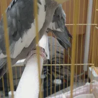 عروس هلندی|پرنده|ری, سیزده آبان|دیوار