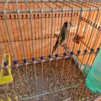 سهره رسمی نر و ماده