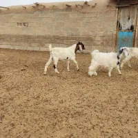 کهره نر|حیوانات مزرعه|بندر ماهشهر, |دیوار