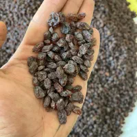 مویز بیدانه سیاه (ترکمن۴)|خوردنی و آشامیدنی|تاکستان, |دیوار