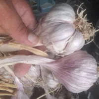 سیر محلی