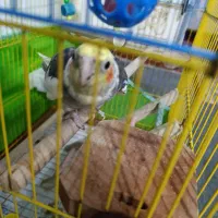 عروس هلندی