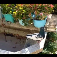 کبوترسینه سیاه ۴۰سانتی وکله زردوکله سیاه