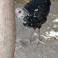 گلین خال سوزنی اصل