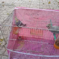 یک جفت عروس هلندی به شرط تخم