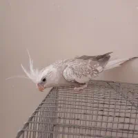 عروس هلندی ایزابلا