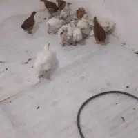 جوجه گوشتی و روستایی
