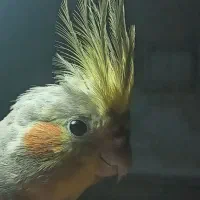 عروس هلندی نر سخنگو