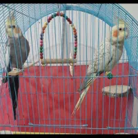 یک جفت عروس هلندی
