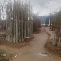 صنوبر اصلاح شده