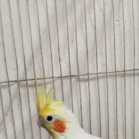 عروس هلندی لتینو|پرنده|مشهد, امیرآباد|دیوار