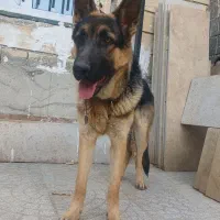 سگ ژرمن شپرد نر|سگ|کرج, اخگرآباد|دیوار