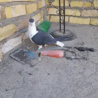 کبوتر ساده|پرنده|میان ولایت, |دیوار