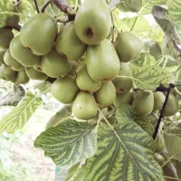 کیوی تو سرخ