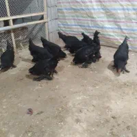 جوجه مرند سیاه|حیوانات مزرعه|تبریز, |دیوار