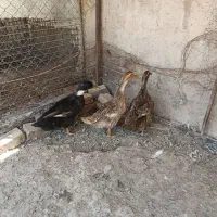 اردک