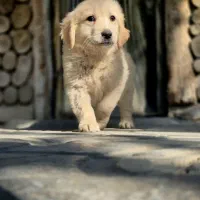 گلدن‌شاپ واردات و پرورش نژاد گلدن رتریور