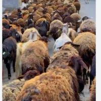 پر گوشت کم دنبه کم چربی گوسفند