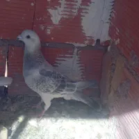 نر بدرنگ کلاغ کرمونی اصل|پرنده|کرمان, |دیوار