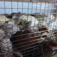 بلدرچین|حیوانات مزرعه|نیشابور, باغرود|دیوار