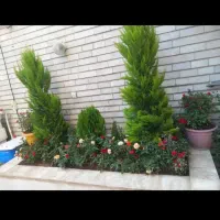 خدمات باغبانی باغچه کاری گل کاری تعویض خاک گلدون