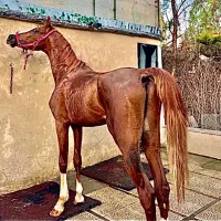 کره سه ساله شاهزاده سین