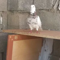 کبوتر طوقی و سبز دم سفید