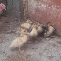 جوجه اردک خارجی