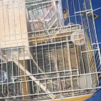 قفس پرنده|لوازم جانبی حیوانات|رباط‌کریم, الارد|دیوار