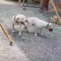 واگذاری توله داگو ارژانتینو|سگ|قائمشهر, |دیوار