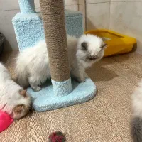 گربه هیمالین