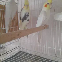 عروس هلندی درمهر