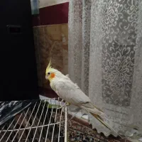 عروس هلندی