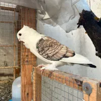 فروش کبوتر بلژیکی|پرنده|بابل, |دیوار