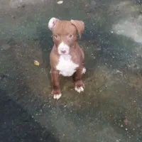 پیت بول  امریکن بولی