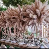 گل پامپاس،به صورت عمده وقیمت عالی|گل و گیاه طبیعی|نکا, |دیوار