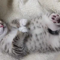 گربه واگذاری