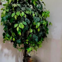 درختچه ی، مصنوعی