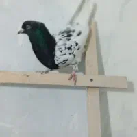 کبوتر|پرنده|ملایر, |دیوار