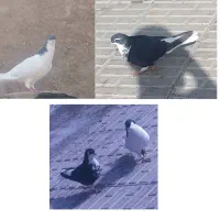 کبوتر شهری سیاه و یال